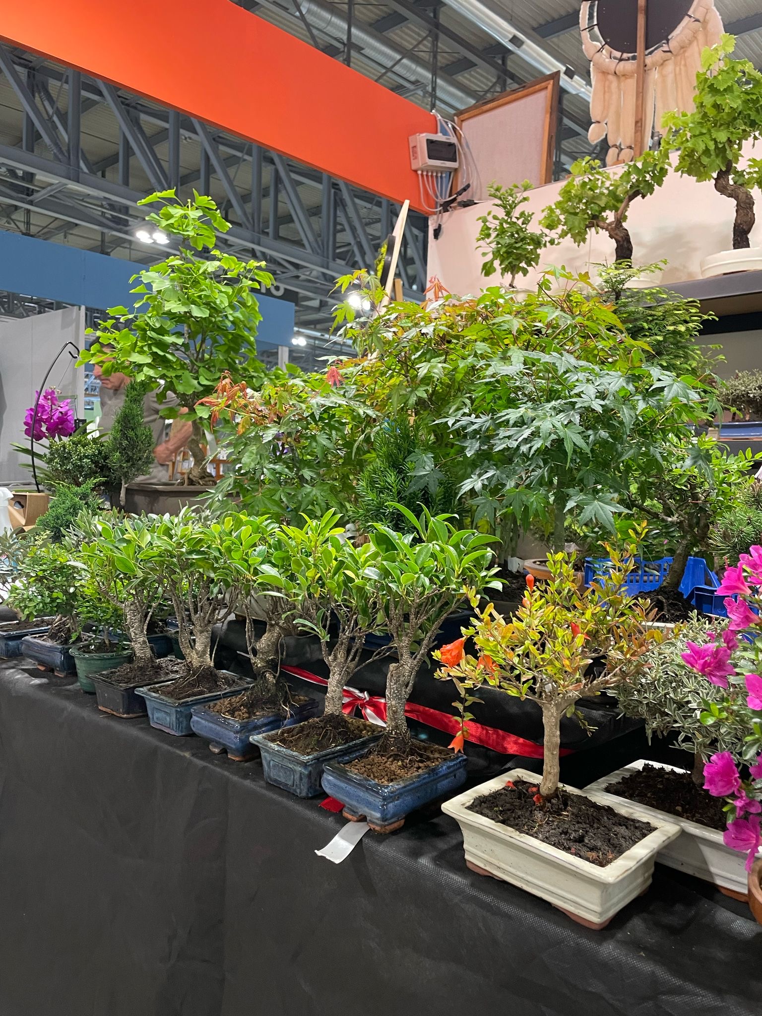 Scopri l’arte del verde: Dimensione Verde a Horti Aperti
